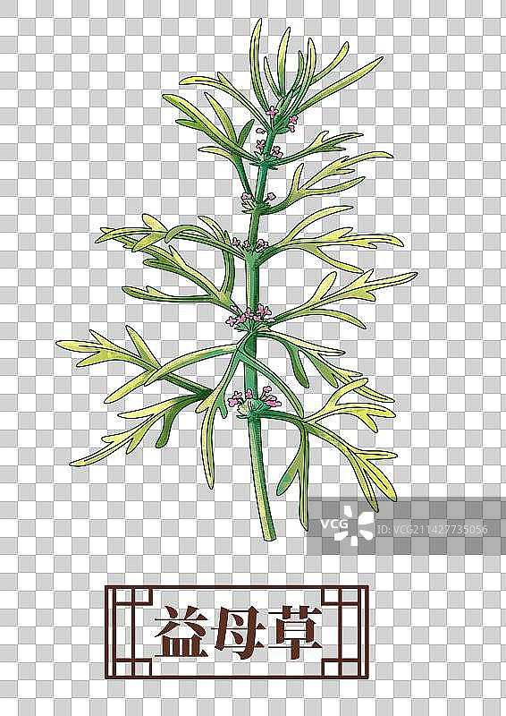 益母草中药材药材插画元素图片素材