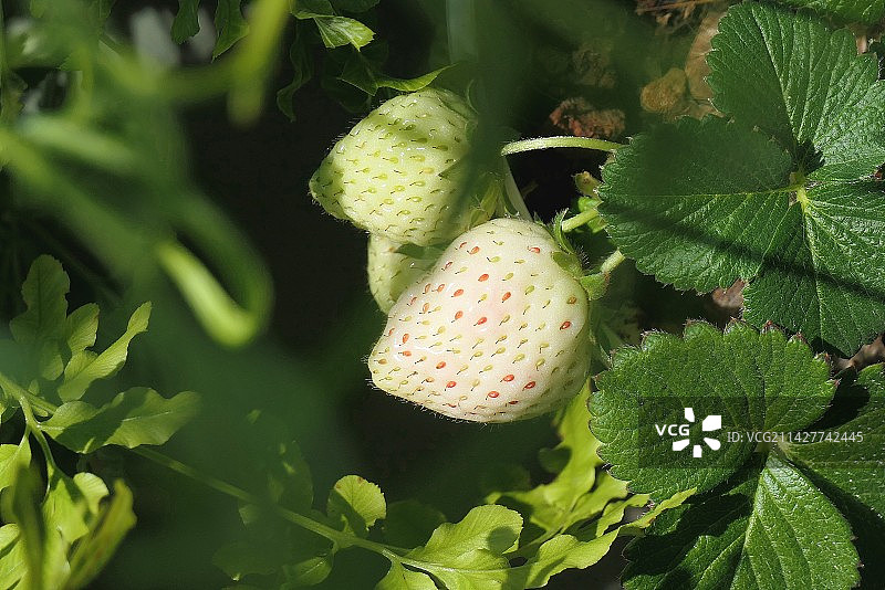 白草莓图片素材