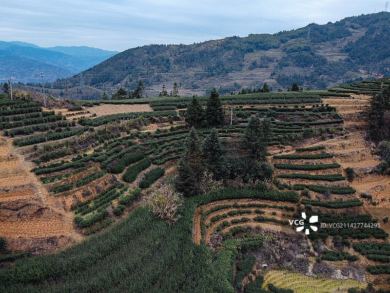茶园 梯田 卓笔峰 叠石山 下拓坑村 春坪顶 福建 宁德图片素材