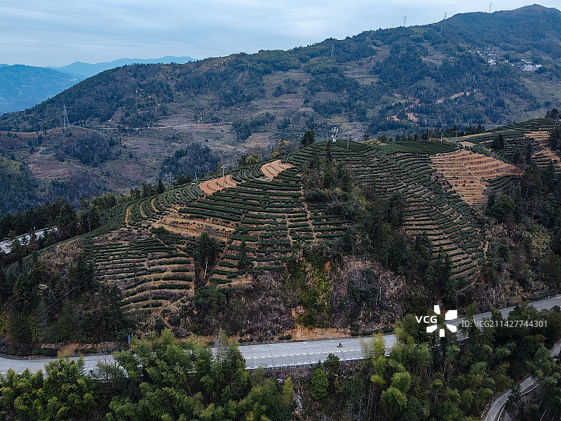 茶园 梯田 卓笔峰 叠石山 下拓坑村 春坪顶 福建 宁德图片素材