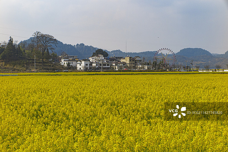 中国少数民族特色村寨，贵州黔南贵定金海雪山音寨村，春天油菜花开时节风光,油菜花图片素材
