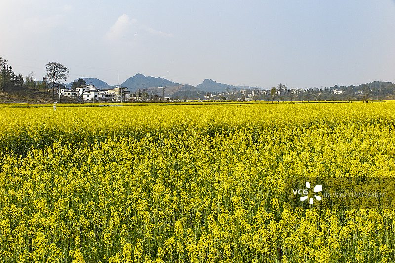 中国少数民族特色村寨，贵州黔南贵定金海雪山音寨村，春天油菜花开时节风光,油菜花图片素材