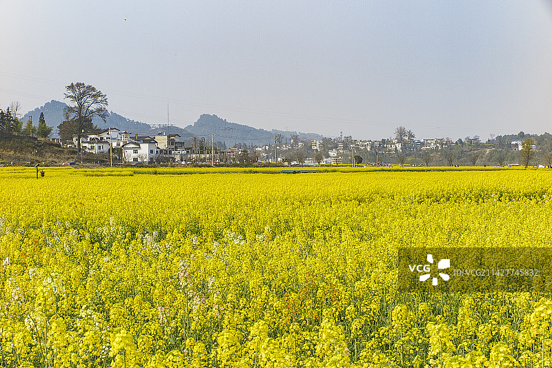 中国少数民族特色村寨，贵州黔南贵定金海雪山音寨村，春天油菜花开时节风光,油菜花图片素材
