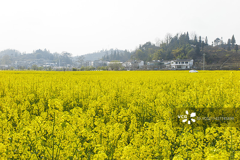 中国少数民族特色村寨，贵州黔南贵定金海雪山音寨村，春天油菜花开时节风光,油菜花图片素材