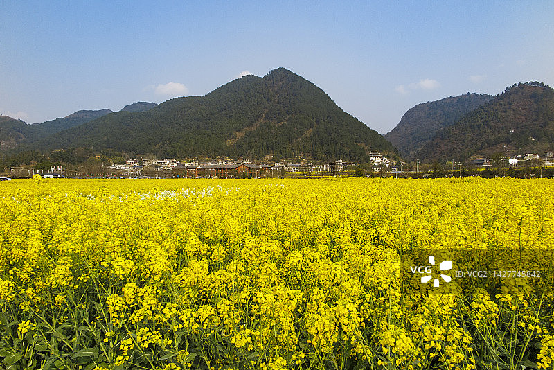 中国少数民族特色村寨，贵州黔南贵定金海雪山音寨村，春天油菜花开时节风光,油菜花图片素材