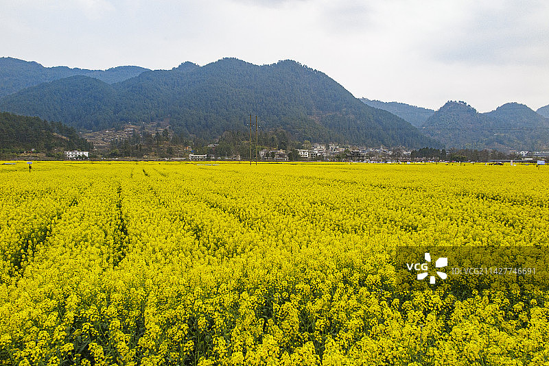 中国贵州省黔南州贵定县盘江镇金海雪山风景区2023年3月10日图片素材