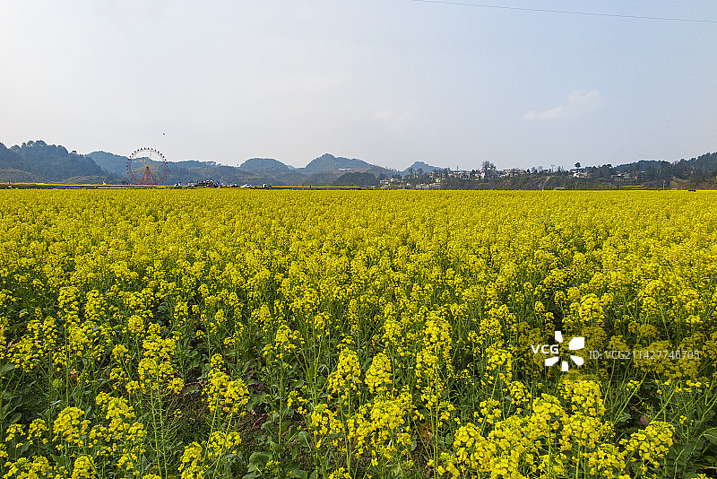 中国贵州省黔南州贵定县盘江镇金海雪山风景区2023年3月10日图片素材