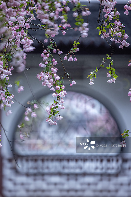 雨中莫愁湖图片素材