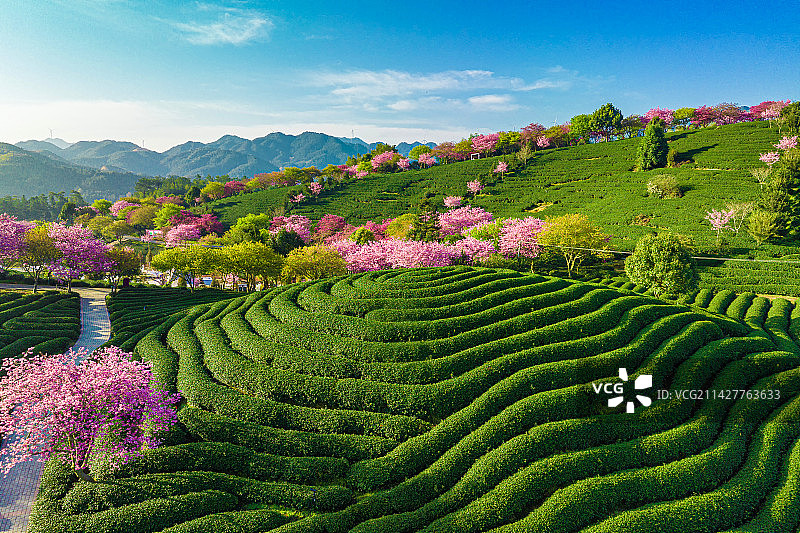航拍龙岩市漳平市永福镇樱花茶园图片素材