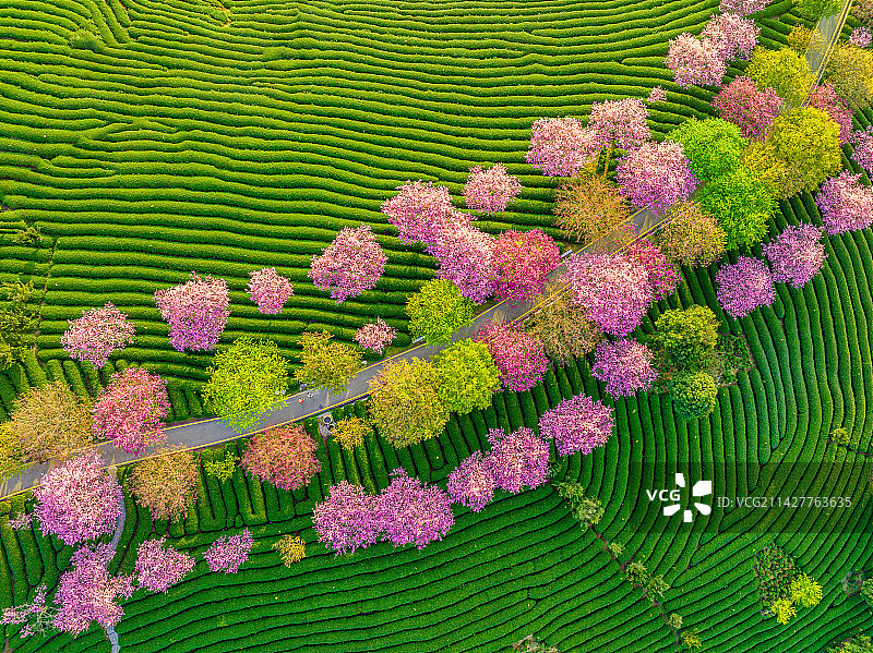 航拍龙岩市漳平市永福镇樱花茶园图片素材