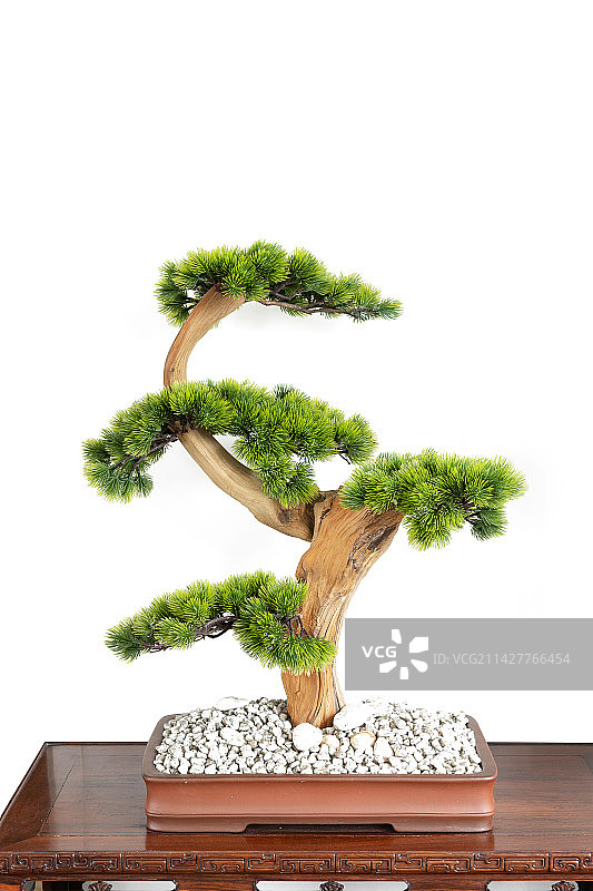 盆景松树图片素材