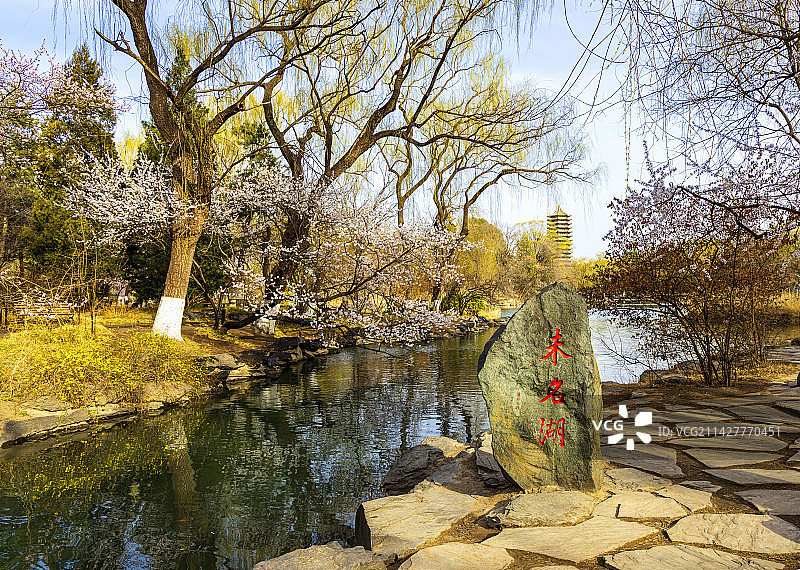 阳春三月博雅塔下山桃花盛开的北京大学未名湖图片素材
