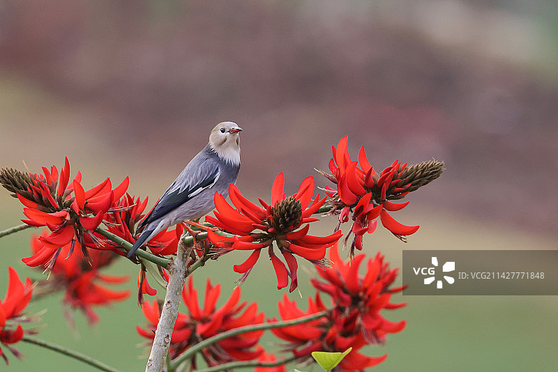 丝光椋鸟图片素材