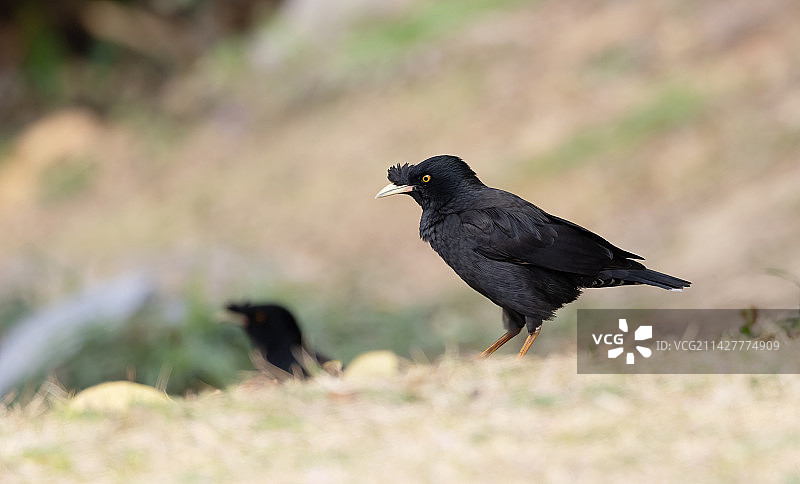 带凤冠的八哥图片素材