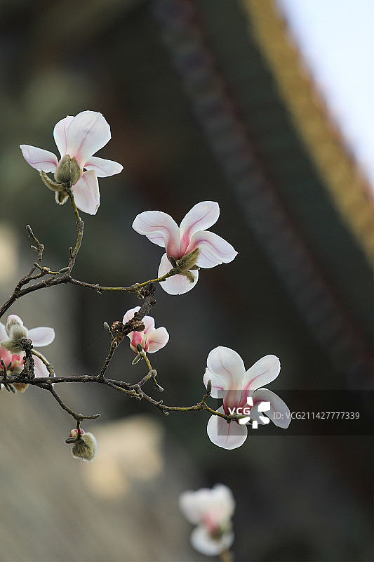 东华门外望春玉兰 花与古建相得益彰图片素材