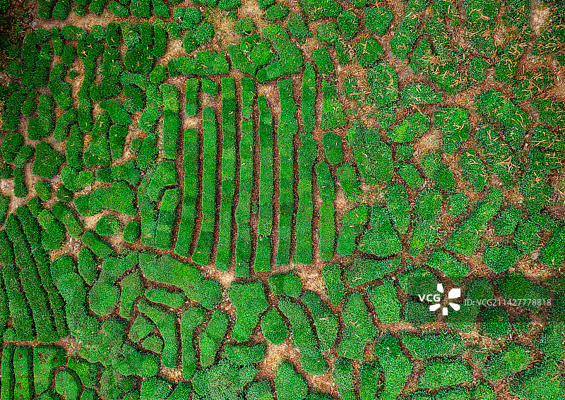 浙江丽水遂昌大柘镇柘溪上村万亩茶园观光图片素材
