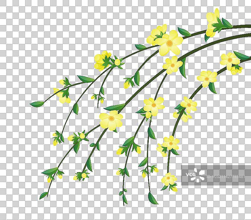 十二月花令-迎春花-三月图片素材