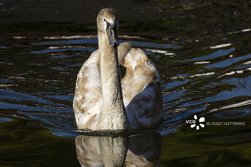疣鼻天鹅图片素材
