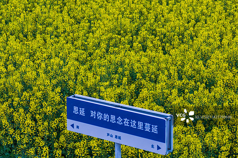 四川雅安芦山县花朝节，思延的油菜花图片素材