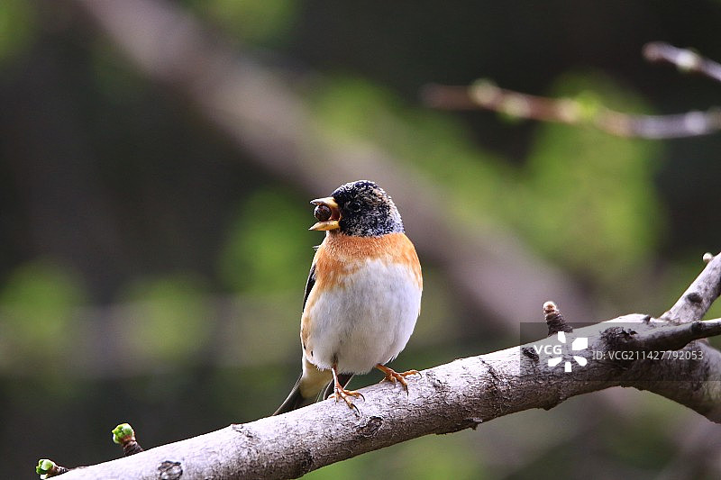 口衔香樟果的燕雀图片素材