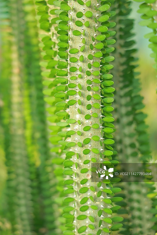 植物园之秋图片素材