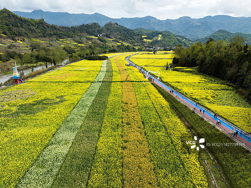 芦山地震十周年乡村田园风光油菜花开图片素材