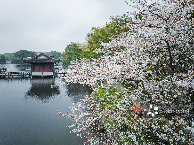 西湖曲院风荷的春天图片素材