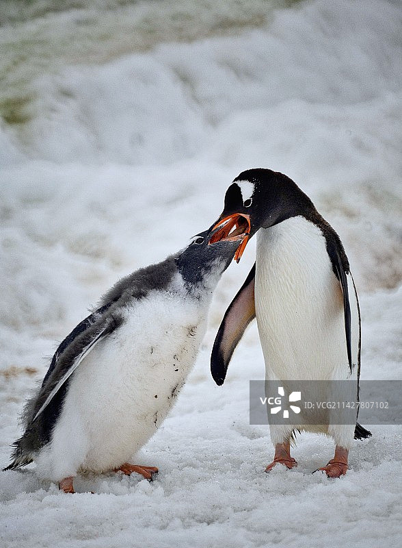 企鹅哺育 反刍 Baby feeding图片素材