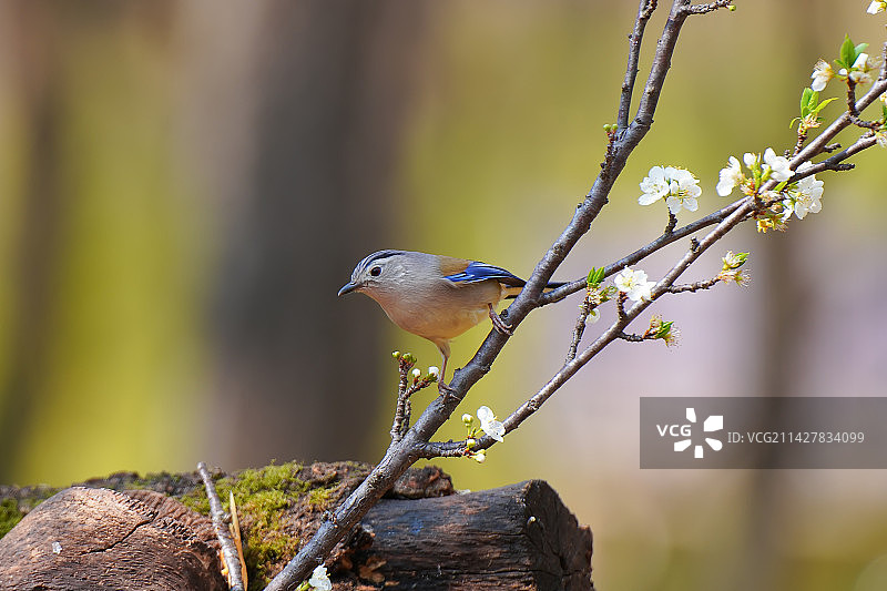 鸟栖息在树枝上的特写镜头图片素材