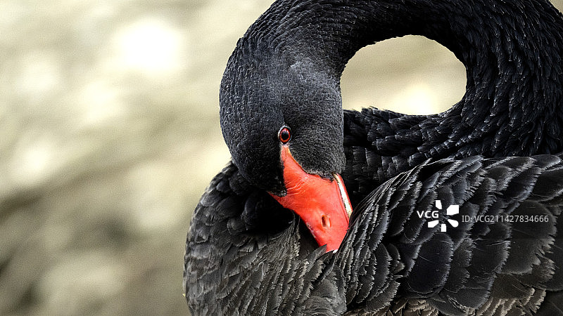 整理羽毛图片素材