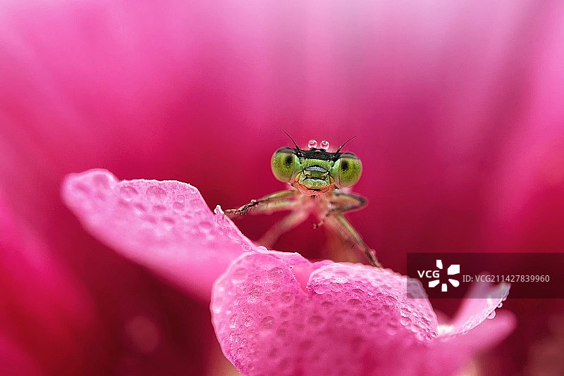 红粉佳人（豆娘·Caenagrion)图片素材