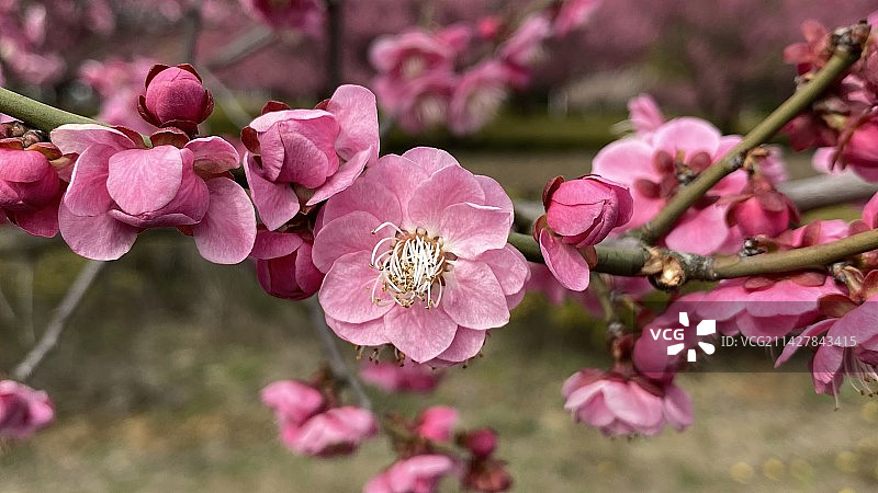 梅花特写图片素材