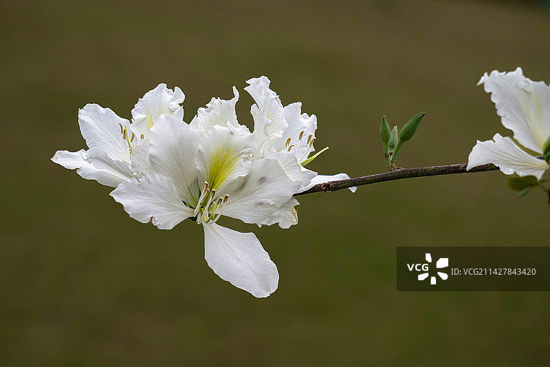 白色洋紫荆的特写镜头图片素材