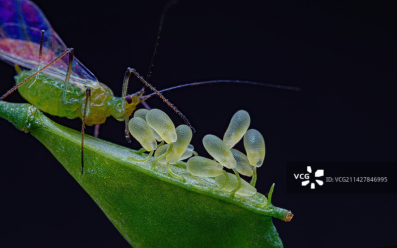 蚜虫喜欢的荠菜子图片素材