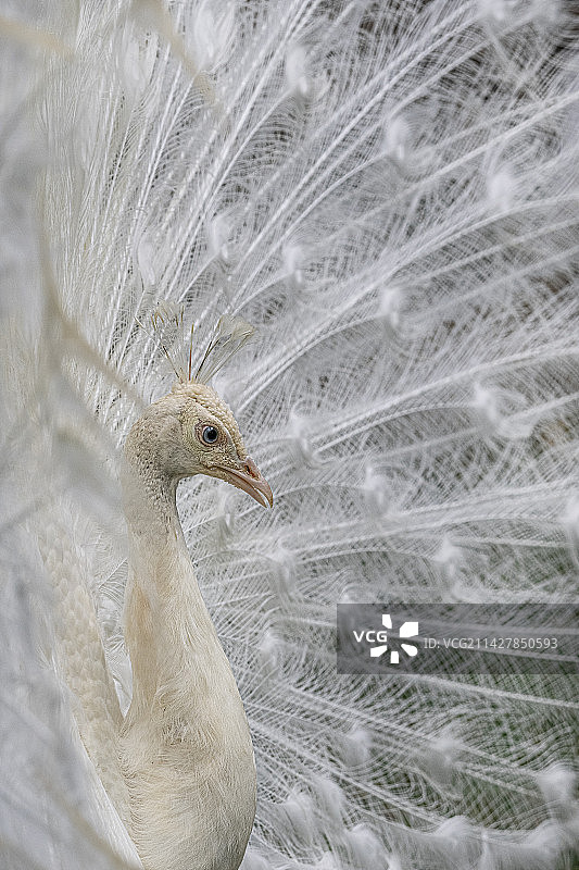 白孔雀图片素材