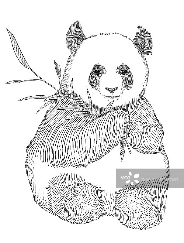 大熊猫图片素材