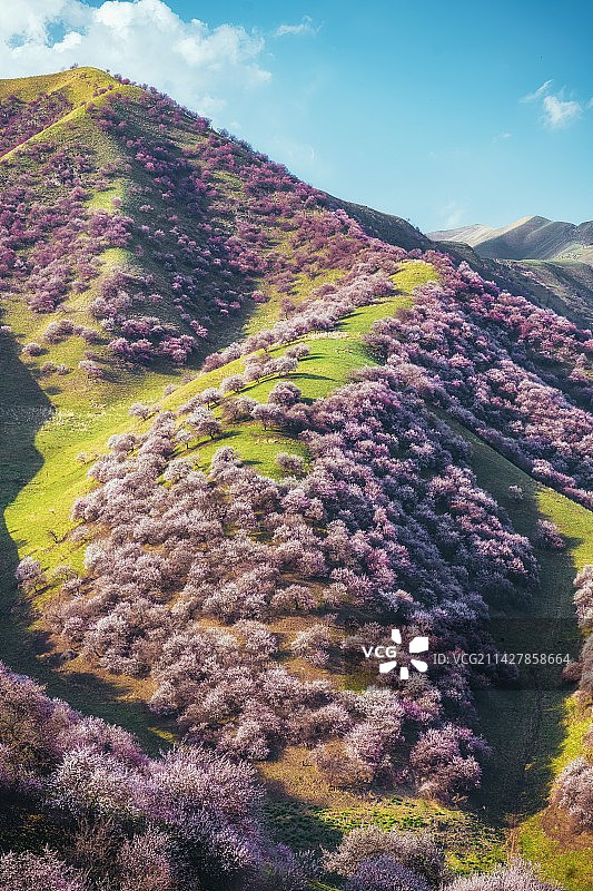 一年一度杏花开（新疆伊犁）图片素材