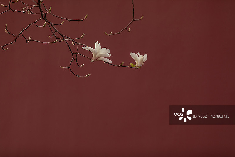 北京红墙玉兰花图片素材