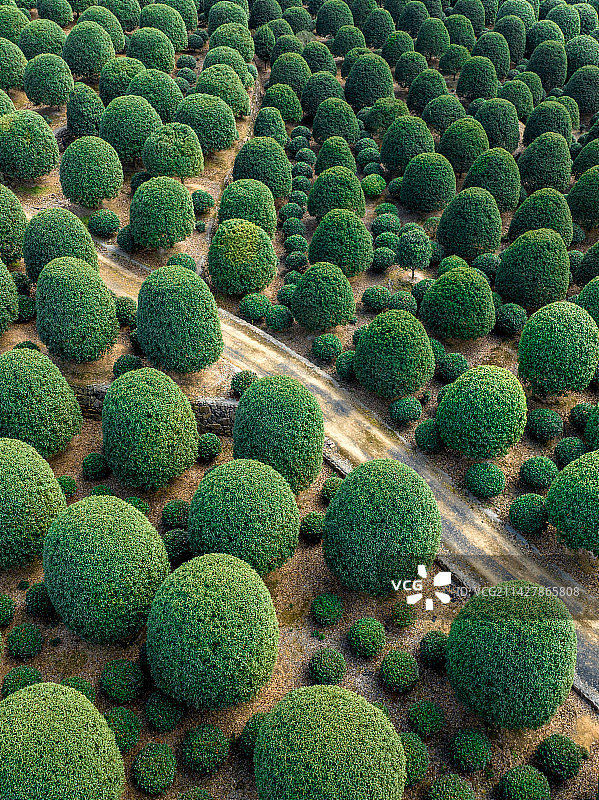 桂博园 桂花园 桂花茶园图片素材