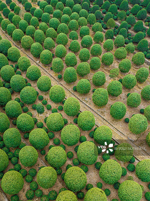桂博园 桂花园 桂花茶园图片素材