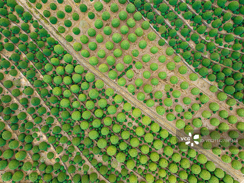 桂博园 桂花园 桂花茶园图片素材
