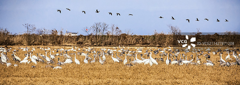 候鸟大家族图片素材