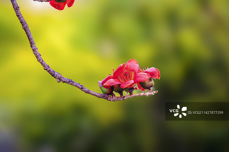 木棉花图片素材