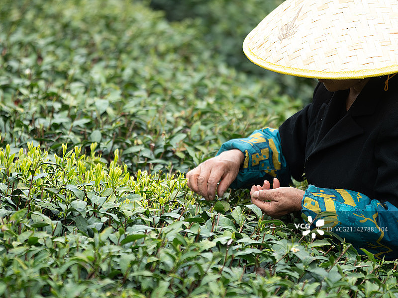 春天茶农采摘茶叶图片素材