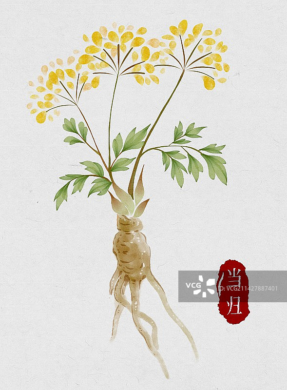 当归-中医中药材系列-水彩图片素材