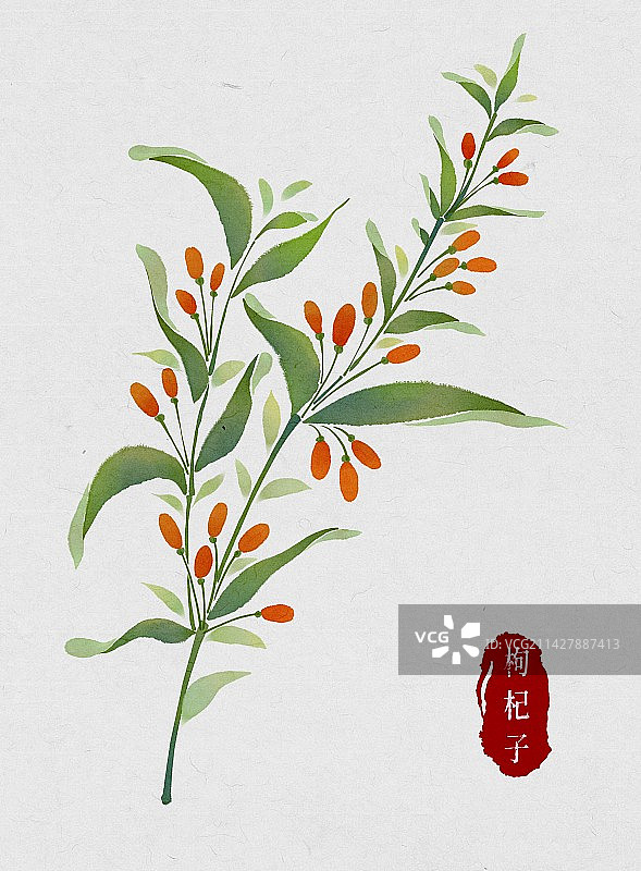 枸杞-中医中药材系列-水彩图片素材