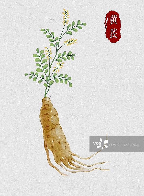黄芪-中医中药材系列-水彩图片素材