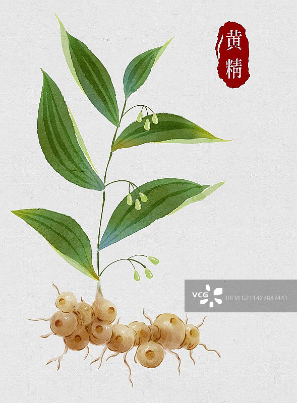 黄精-中医中药材系列-水彩图片素材