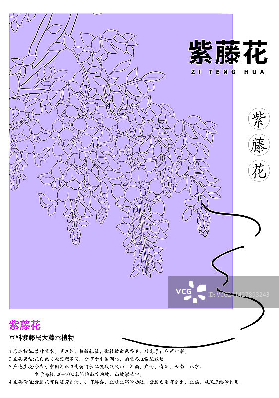 紫藤花线稿插画设计海报图片素材