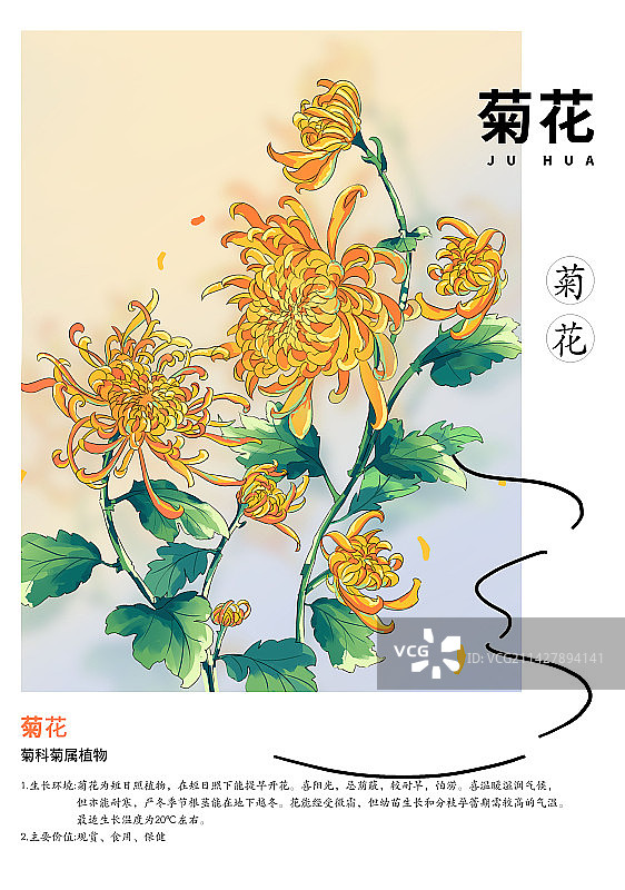秋分节气菊花传统节日海报设计图片素材
